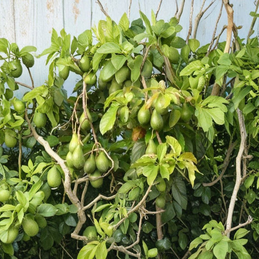 Hass Avocado Seeds – Persea americana  3 Fresh Avocado Seeds Easy to Grow • Great for Home Gardeners