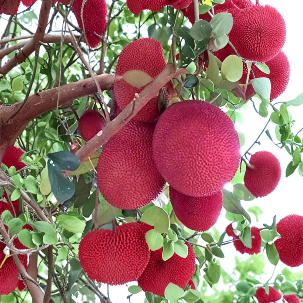 Malaysia Red Jackfruit Tree – Live Plant 8–12 Inches Tall | Rare Orange Flesh Jackfruit | Sweet Tropical Fruit Tree | Organic | Patio & Garden Friendly