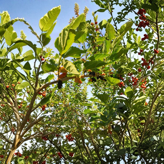 Red Mulberry – Morus rubra Fresh Cuttings | 7–9 Inch Organic Propagation Wood | 5 Pack Unrooted Fruit Tree Cuttings | Edible Berry Tree