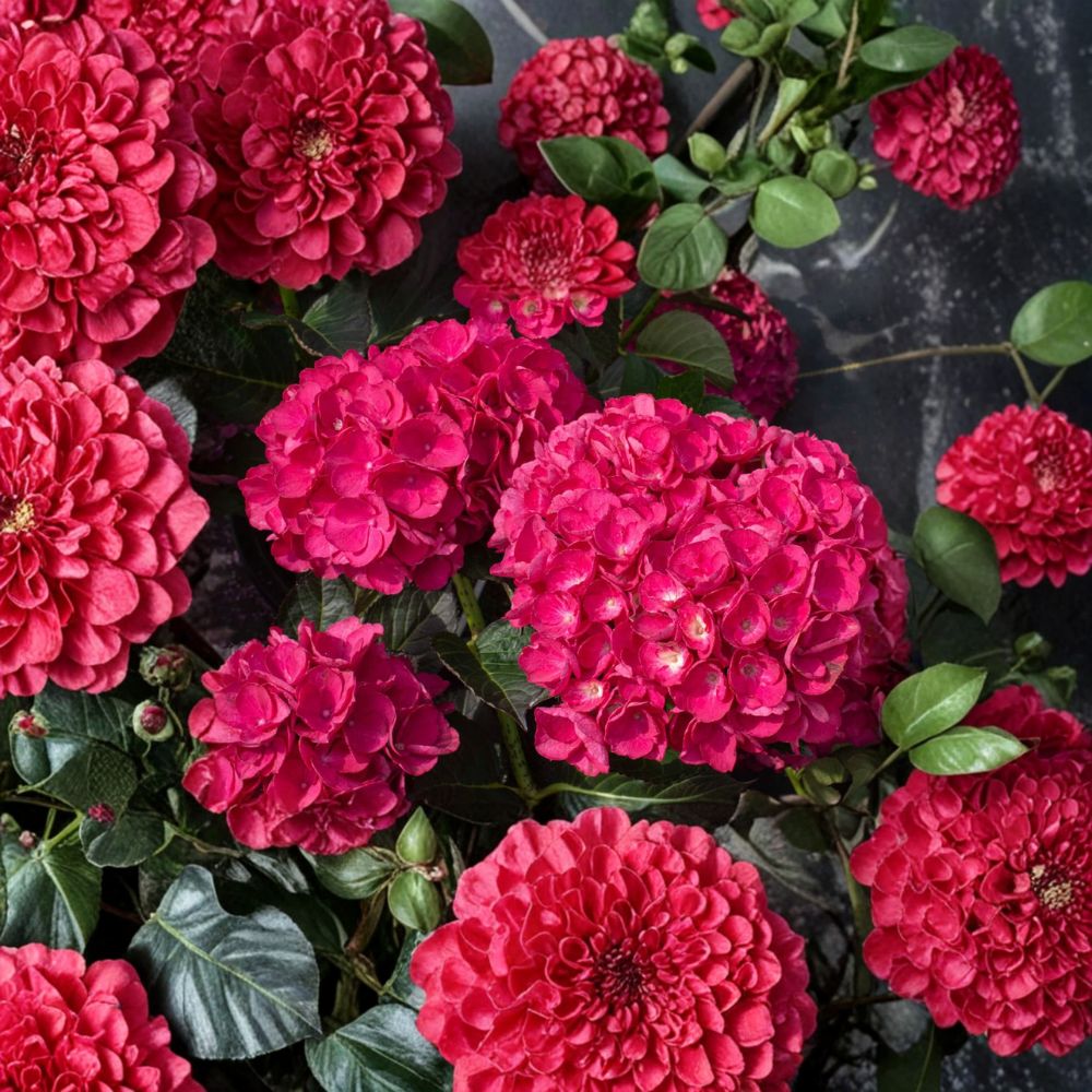 Hydrangea ‘Akadama’ – Live Starter Plant | 6 Inches Tall | Pink Flowering Shrub | Compact Bigleaf Hydrangea | Shade Garden Favorite