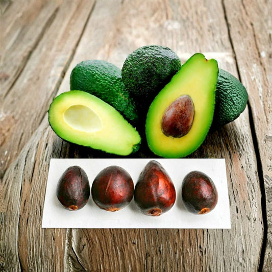 Hass Avocado Seeds – Persea americana 4 Fresh Seeds + 15+ Bonus Papaya Seeds | Home Garden Growing Pack  Grow Your Own Avocado Trees | Bonus Tropical Seeds | Free Shipping