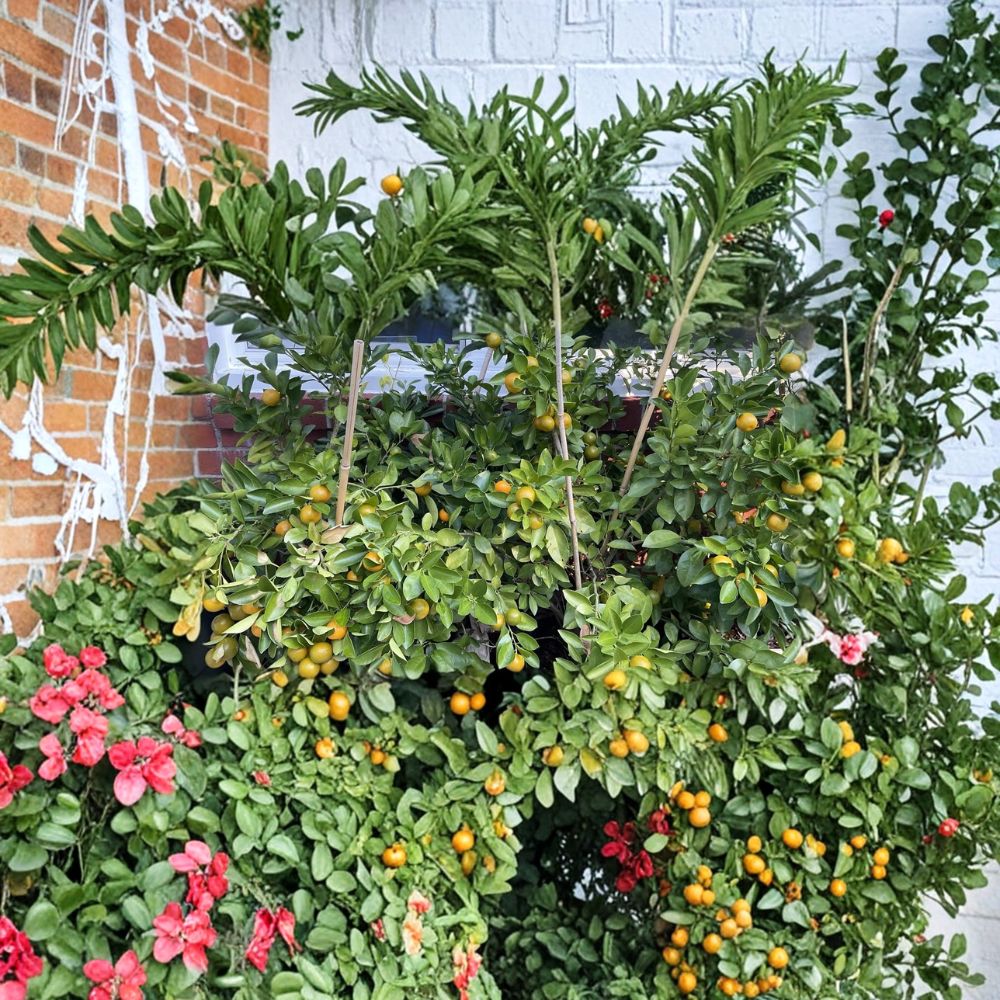 Calamansi (Kalamansi / Calamondin) Citrus Plant – Rooted Starter | 2–3 Inches Tall | Live Everbearing Mini Citrus | Indoor & Container Friendly