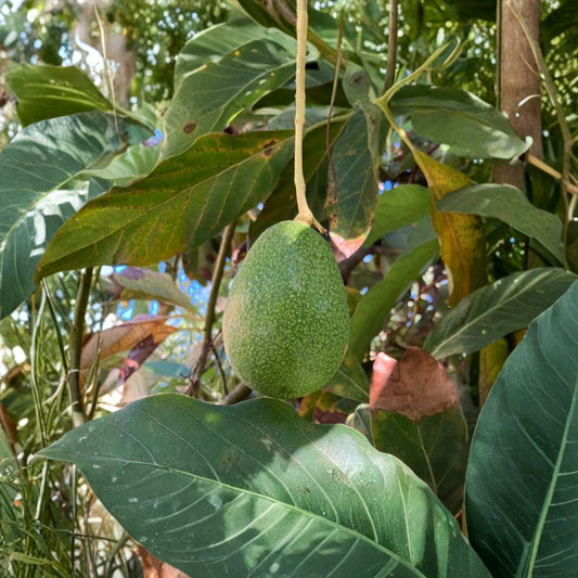 Bacon Avocado Seeds – Persea americana 4 USA-Grown Seeds | Non-GMO | Naturally Grown  Cold Hardy Variety | Buttery Flavor | Great for Home Gardens