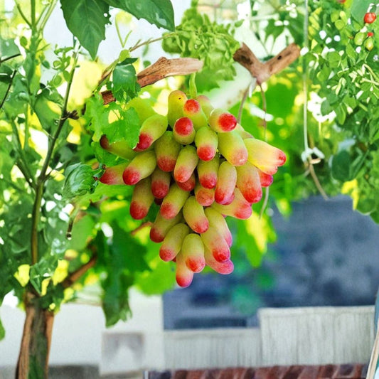 Halloween Fingers / Manicure Grape – 5 Fresh Cuttings | 6–8 Inch Unrooted Grape Vine Cuttings | Rare Finger Grape Variety for Rooting or Grafting | Backyard Vineyard Starter