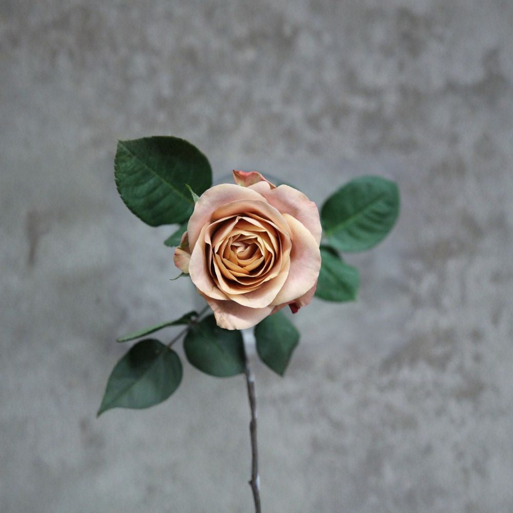 SUPER RARE Cappuccino Rose – Rosa Hybrid Unrooted Cuttings | 6–8 Inch Fresh Cuttings | Includes 3 Cuttings for Rooting or Grafting | Unique Coffee-Toned Garden Rose