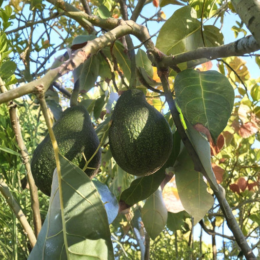 Fuerte Avocado Seeds – Persea americana  4 Fresh Avocado Seeds | USA Grown Non-GMO • Naturally Grown • Cold Hardy Variety