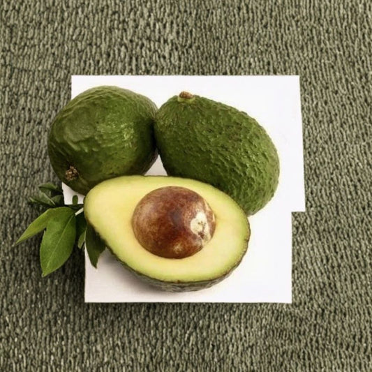 Lila Cold Hardy Avocado – Persea americana 2 Fresh Seeds  Cold-Tolerant Variety | Easy to Grow | Grow Your Own Avocado Tree