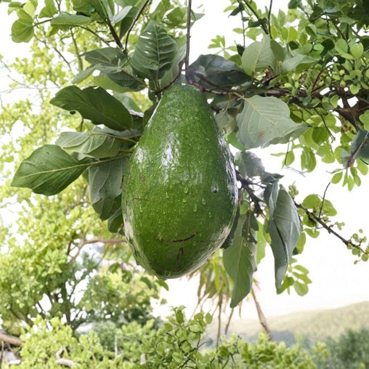 Fresh Organic Avocado Seeds – Persea americana  3 Fresh Avocado Seeds Very Rare • Large Fruit Type • Organic & Non-GMO For Planting, Tea, or Culinary Use