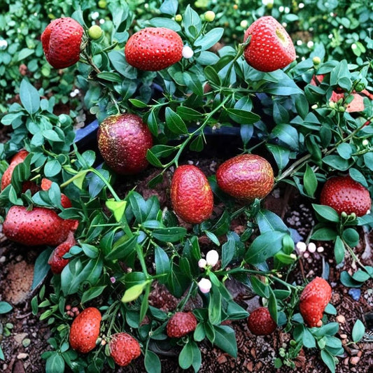 Australian Red Lime – Citrus Australasica Hybrid Seeds | 5 Organic Seeds | Rare Finger Lime Citrus Variety | Exotic Tropical Fruit Tree Starter