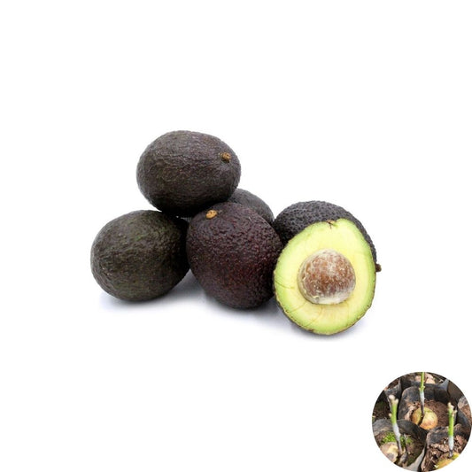 Hass Avocado Seeds – Persea americana 2 California Seeds | Great Rootstock for Grafting | Fresh Harvest  Grow Your Own Tree | Ideal for Grafting Projects | Home Orchard Starter
