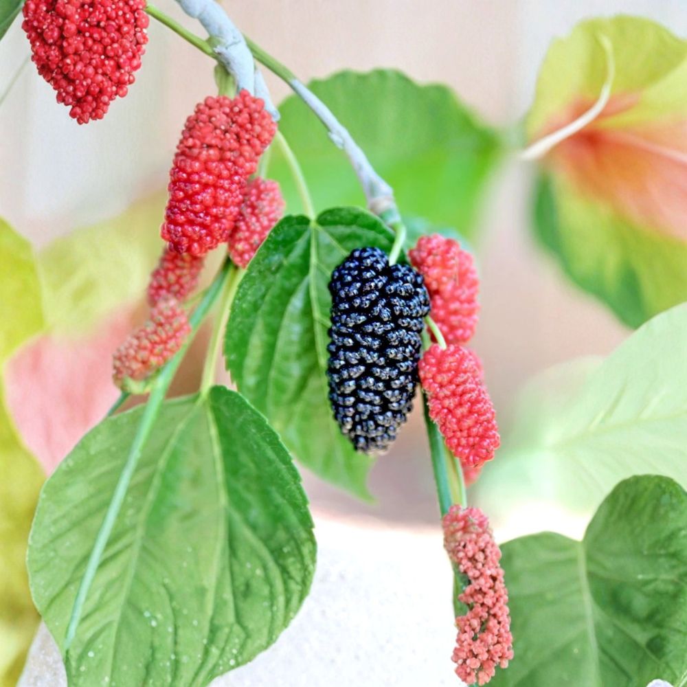 Dwarf Everbearing Mulberry – Morus Live Starter Plants | 4–8 Inches Tall | 2 Pack Sweet Berry Trees | Patio & Container Friendly | Easy to Grow