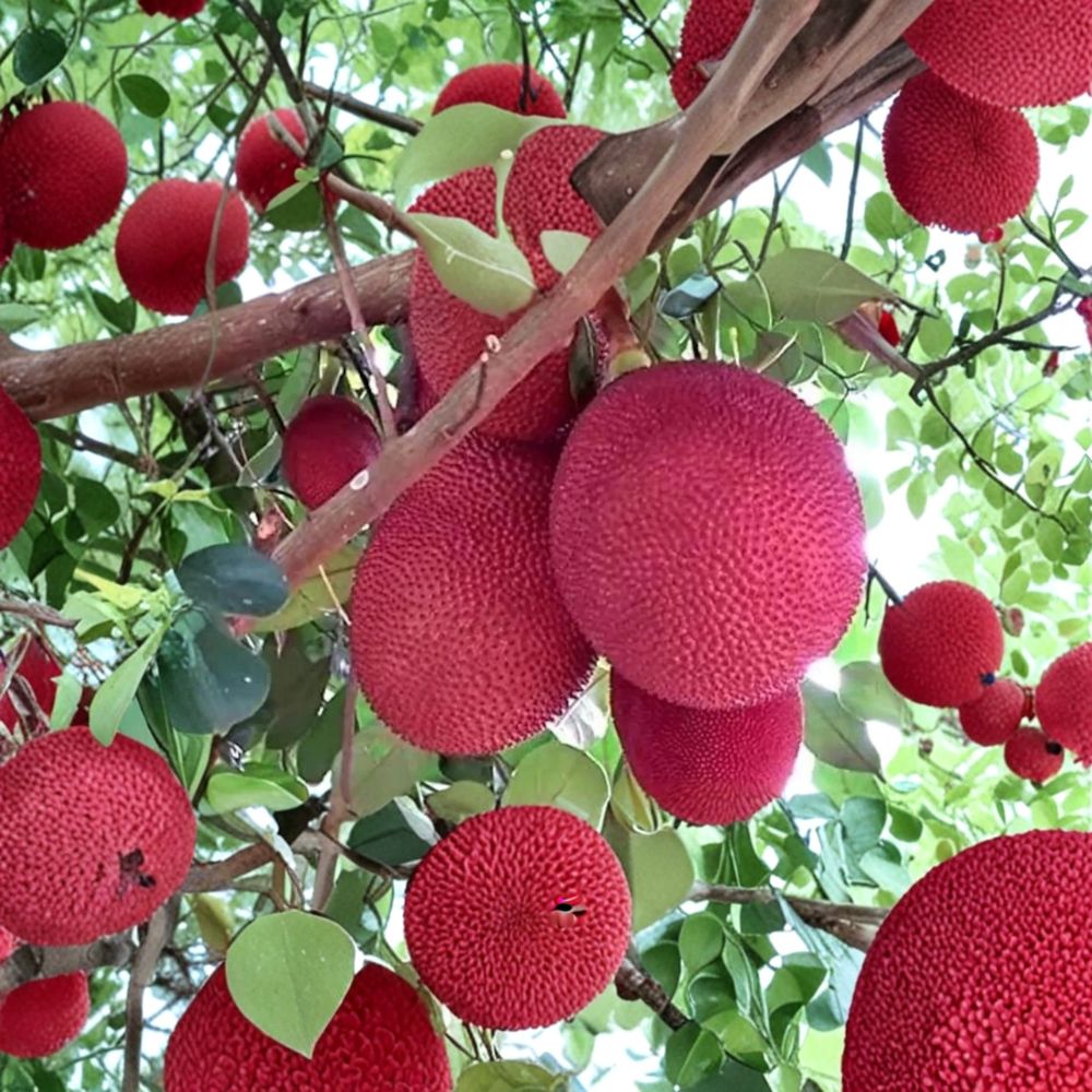 Malaysia Red Jackfruit Tree – Artocarpus heterophyllus Live Organic Plant | 8–12 Inches Tall | Rare Tropical Fruit Tree | Patio & Garden Friendly