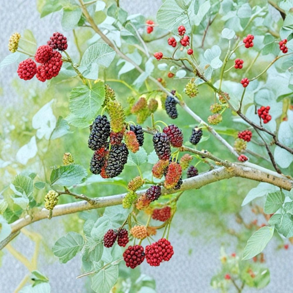 Dwarf Everbearing Mulberry – Morus Live Starter Plant | 4–8 Inches Tall | Sweet Berry Fruit Tree | Patio & Container Friendly | Easy to Grow