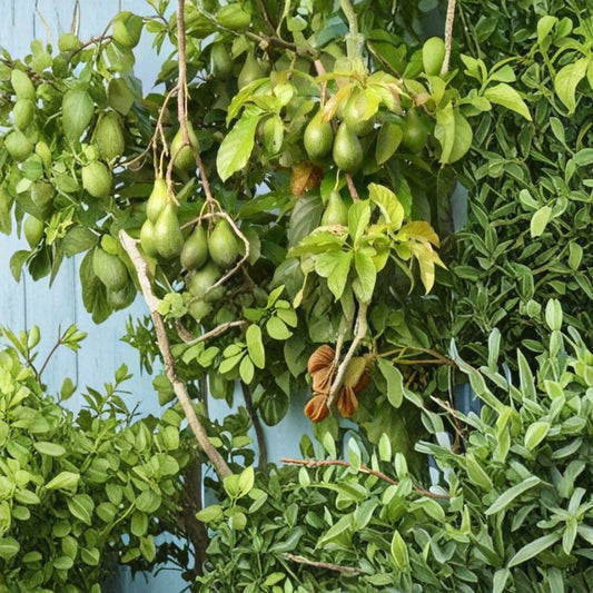 Hass Avocado Seeds – Persea americana 5 Fresh Seeds | Easy to Grow | Rare Variety  Grow Your Own Avocado Tree | Great for Grafting | Home Orchard Starter