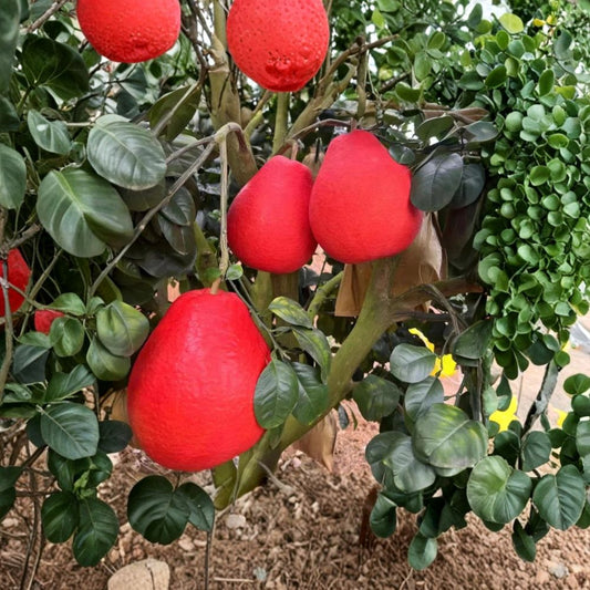 Red Pomelo Cuttings – Citrus maxima Rare Propagation Set | 3 Cuttings 6–8 Inches Long | Rooting or Grafting Chinese Grapefruit