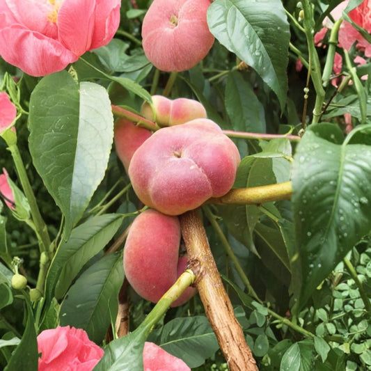 Galaxy Peach Tree – Rare Prunus persica Cuttings | 3 Fresh 4–6 Inch Unrooted Cuttings | Sweet Flat Galaxy Peach Variety | Cuttings for Rooting or Grafting