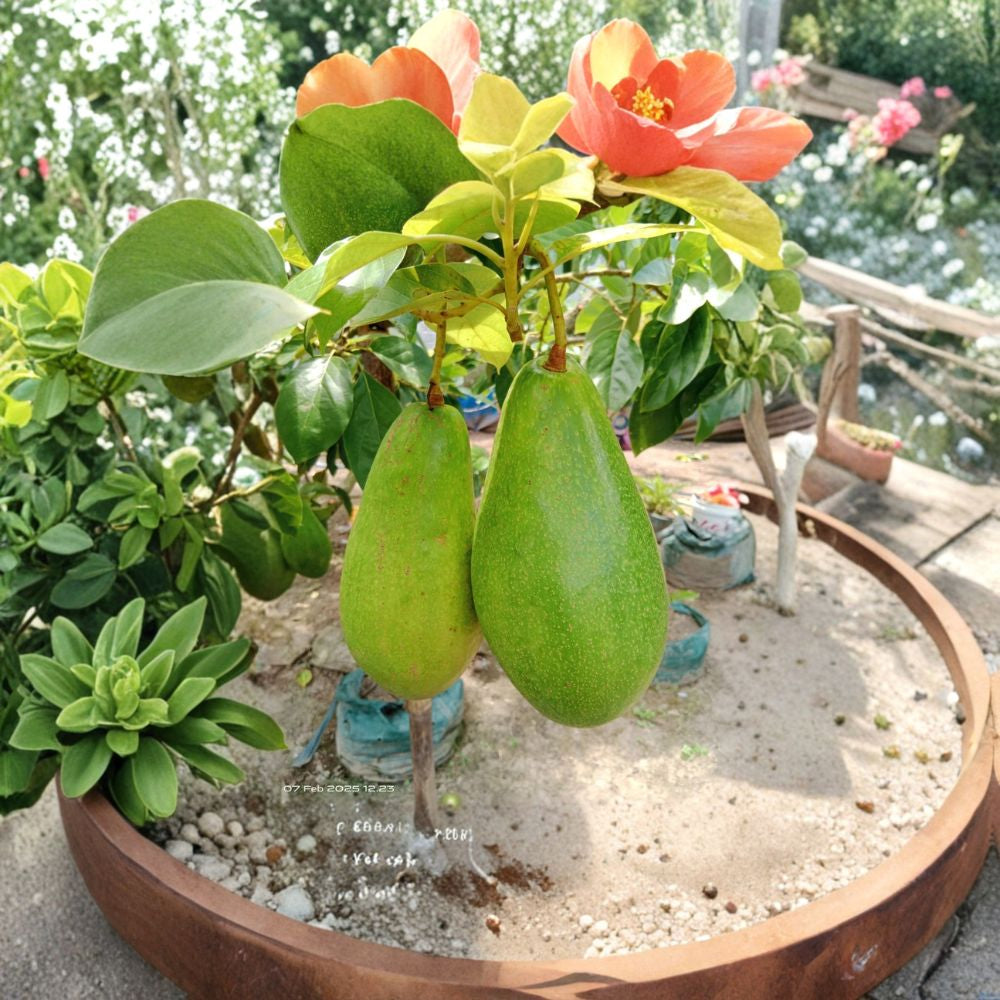 May Avocado Tree Seeds – Persea americana  2 Fresh Avocado Seeds Cold Hardy Variety • Easy to Grow