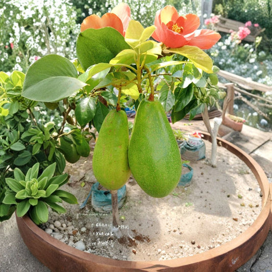 May Avocado Tree Seeds – Persea americana  2 Fresh Avocado Seeds Cold Hardy Variety • Easy to Grow