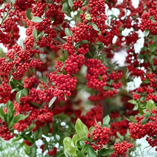 Scarlet Firethorn – Pyracantha coccinea Cuttings | 5 Fresh Unrooted Cuttings | Rare Red Berry Firethorn Shrub | Cuttings for Rooting or Grafting