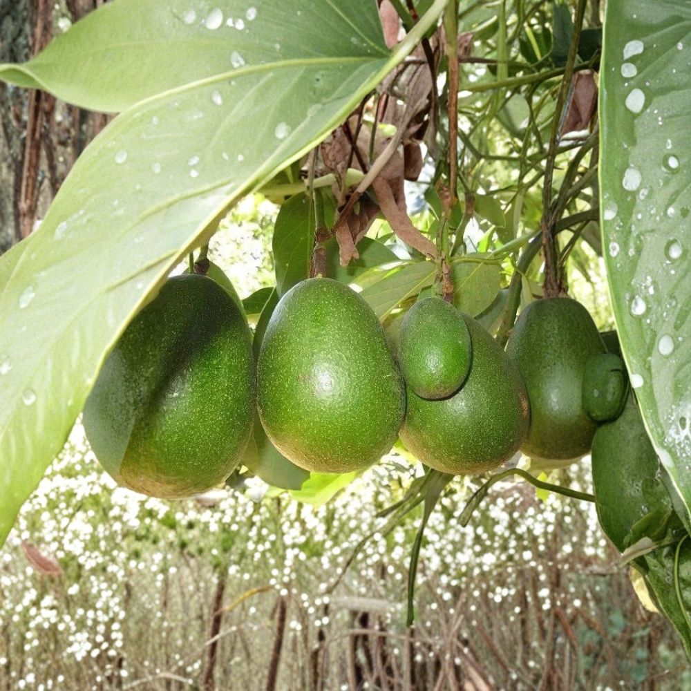 Avozilla Avocado Tree – 3 Ft Grafted Live Plant | World’s Largest Avocado Variety | Organic Non-GMO | Fast Fruiting Tropical Tree
