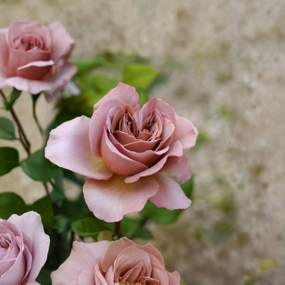 SUPER RARE Café Latte Rose – 3 Cuttings for Rooting or Grafting | Unique Coffee-Toned Garden Rose | Rare Collector Rose | Rose Propagation Starter
