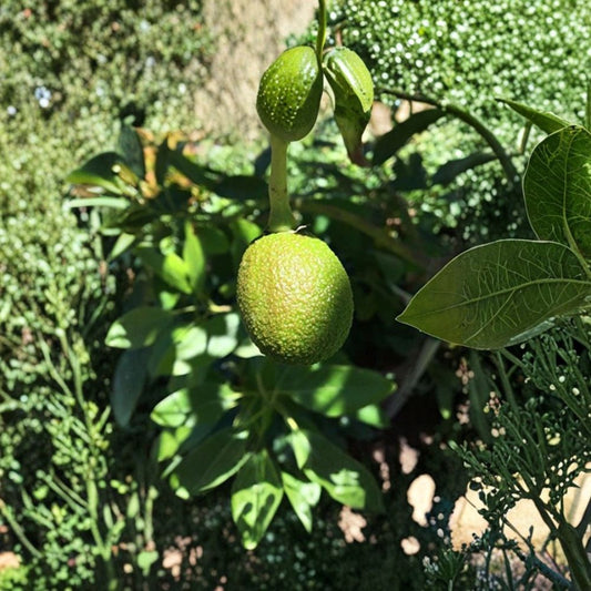 Hass Avocado Seed – Persea americana 1 Farm Fresh Seed | Grown in USA | Ready to Grow  Fruit Tree Starter | Great for Grafting | Home Orchard Friendly