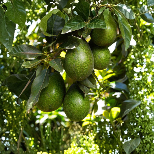Lula Avocado Seeds – Persea americana 2 Organic Seeds | Cold Hardy Variety | Rare & Hard to Find  Type A Flower | Long Harvest Season | Medium Cold Tolerance
