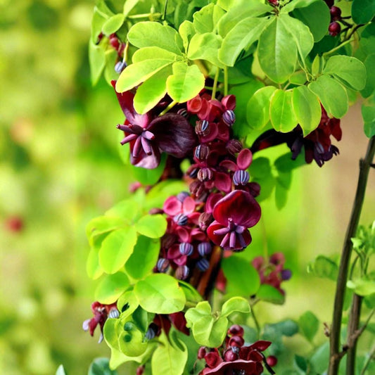 Akebia Quinata – Chocolate Vine Cuttings | 5 Fresh 6–8 Inch Unrooted Cuttings | Rare Five-Leaf Akebia Vine | Fragrant Ornamental Climbing Plant