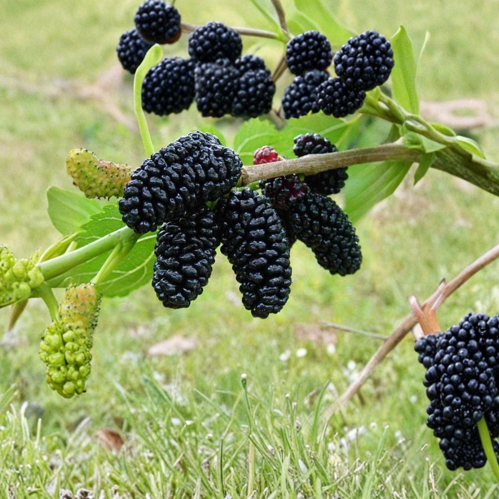 Black Mulberry Trees – 2 Live Plants 1–2 Ft Tall | Sweet Morus nigra Fruit Trees | Bare Root | Backyard Orchard & Garden Ready