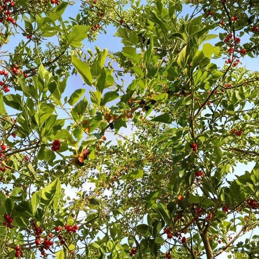 Red & Black Mulberry – Morus Fresh Cuttings | 6–10 Inch Organic Propagation Wood | 6 Pack Unrooted Fruit Tree Cuttings | Edible Berry Tree