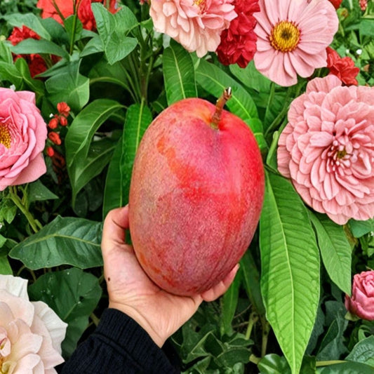 Miyazaki Mango Seeds – Mangifera indica 2 Rare Seeds | Japanese Ruby Mango | Tropical Fruit Starter  Collector’s Variety | Sweet Flavor | Exotic Grower Favorite