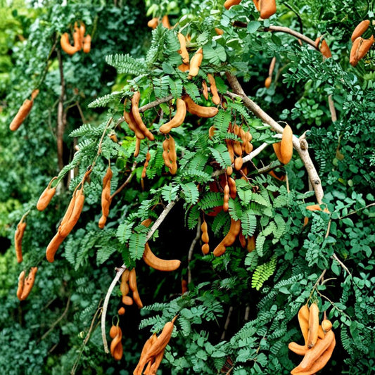 Rare Sweet Tamarind Tree Seeds – 25 Seeds | Tamarindus indica Tropical Fruit Tree | Sweet Tamarind Plant Starter | Backyard Tropical Garden