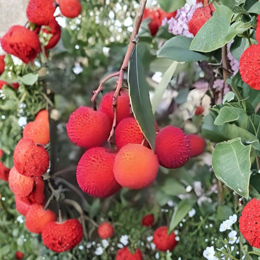 Strawberry Tree Plants – 2 Live Bushes 2 Ft Tall | Unique Evergreen Fruit Tree | Edible Red Fruit | Patio & Garden Friendly