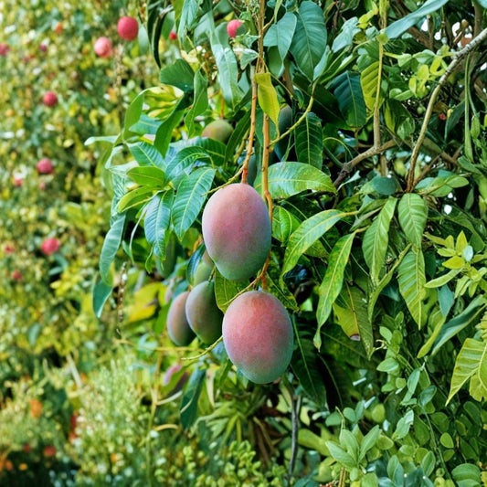 Pink Mango Seeds – Mangifera indica 3 Organic Seeds | Sweet Juicy Variety | Tropical Fruit Starter  PeavyTailo Type | Exotic Flavor | Home Garden Friendly