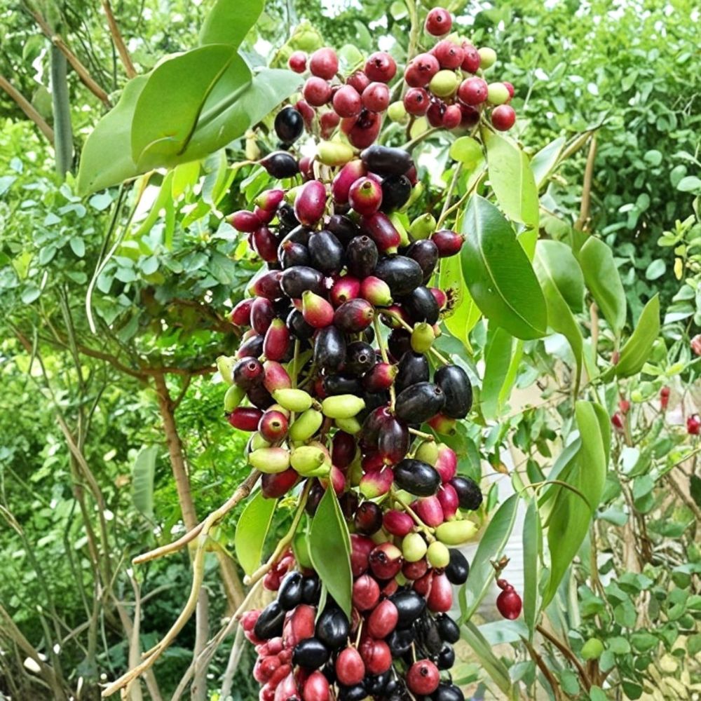 Java Plum Tree – Syzygium cumini Live Plant | 2.5 Feet Tall | 1 Gallon Pot Tropical Fruit Tree | Jamun Indian Blackberry | Garden & Patio Friendly