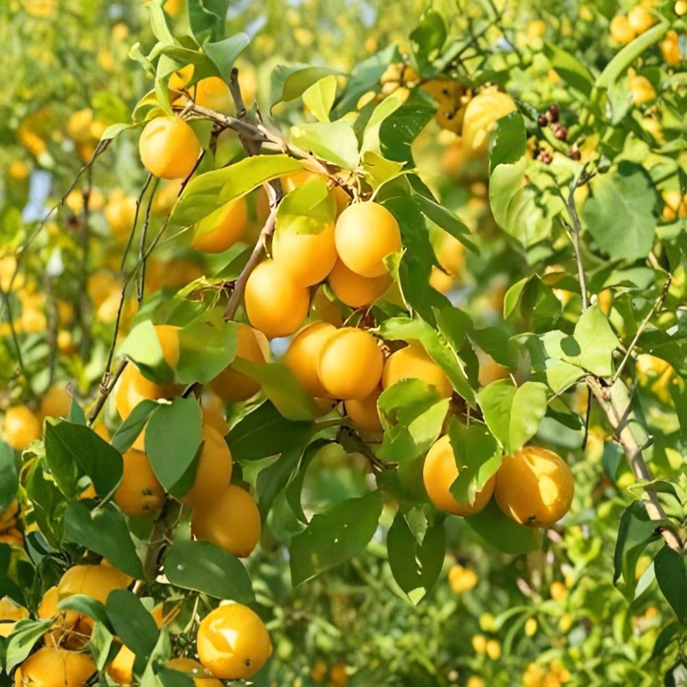 Golden Yellow Plum Tree – Live Plant 2 Ft Tall | Sweet Honey Flavor Fruit Tree | Bare Root | Backyard Orchard & Garden Ready