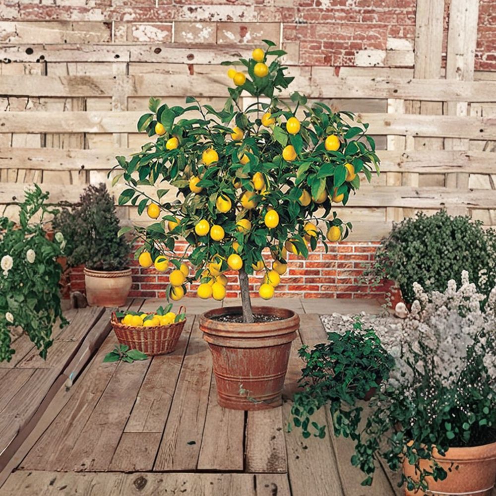 Meyer Lemon Tree – Citrus × meyeri Live Fruit Plant | 9–14 Inches Tall | Potted Citrus Tree That May Fruit This Year | Patio & Indoor Friendly