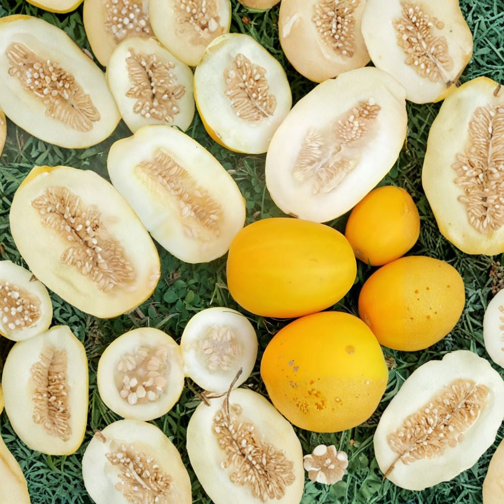 Vine Peach Melon – Cucumis melo 40 Fresh Seeds | Heirloom Variety | Harvested 2025  AKA Mango Melon | Fragrant & Unique | Great for Preserves