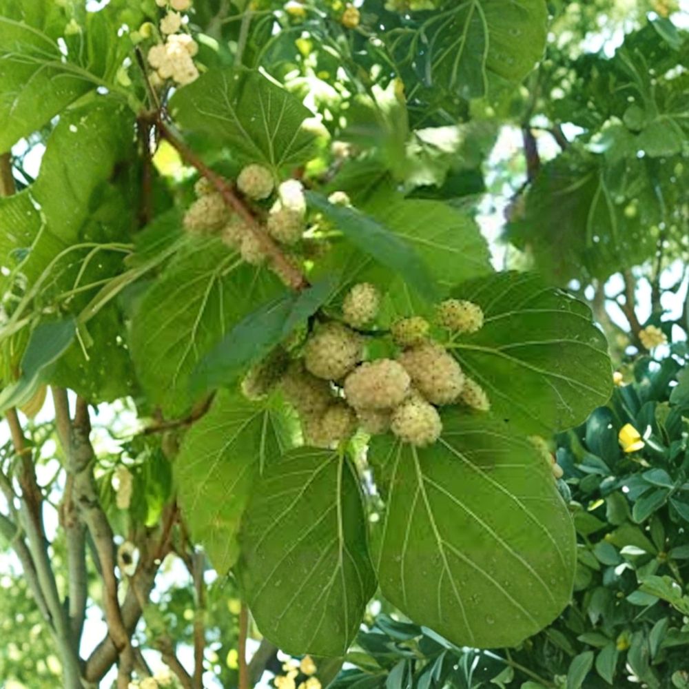 White Mulberry Tree – Morus alba Live Plants | 12–24 Inches Tall Bare Root | 5 Pack Hardy Fruit Trees | Backyard Orchard & Wildlife Friendly