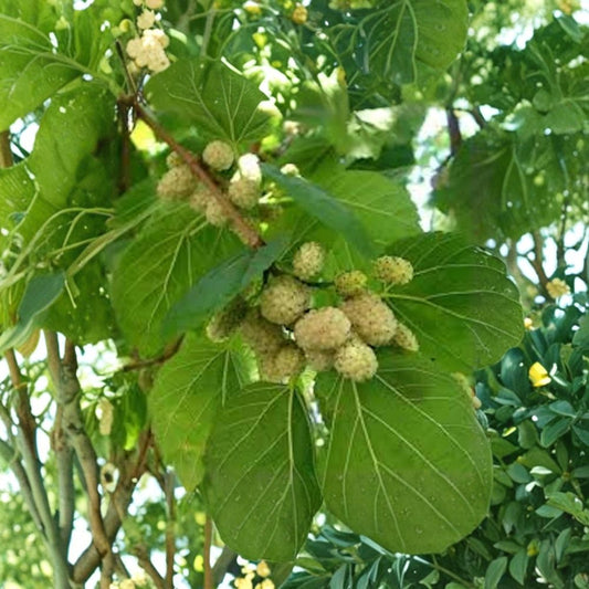 White Mulberry Tree – Morus alba Live Plants | 12–24 Inches Tall Bare Root | 5 Pack Hardy Fruit Trees | Backyard Orchard & Wildlife Friendly