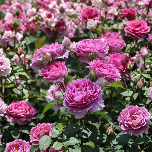 Pink Sheherazade Rose – Rare Rose Cuttings | 3 Fresh Unrooted Rose Cuttings | Fragrant Pink Garden Rose | Cuttings for Rooting or Grafting