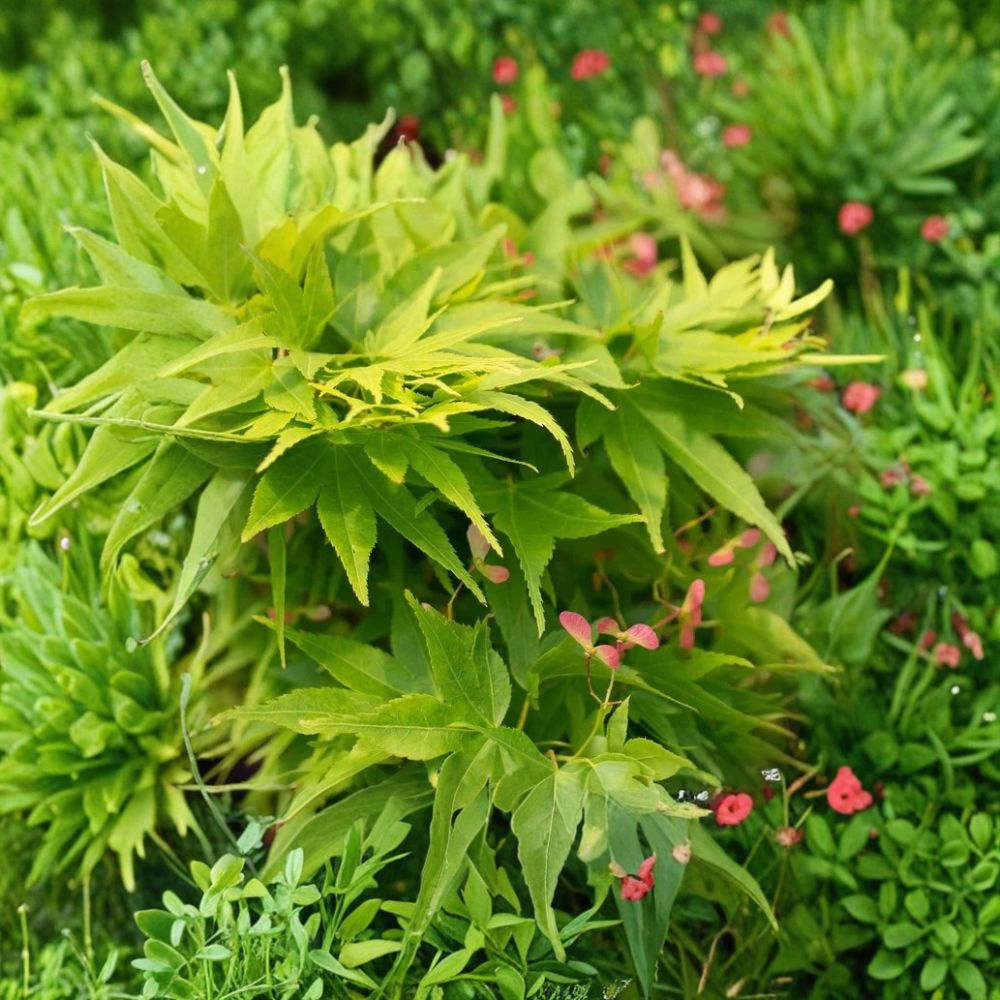 SUPER RARE Green Japanese Maple – 3 Cuttings for Rooting or Grafting | Acer palmatum Ornamental Tree | Elegant Garden Maple | Rare Tree Propagation Starter