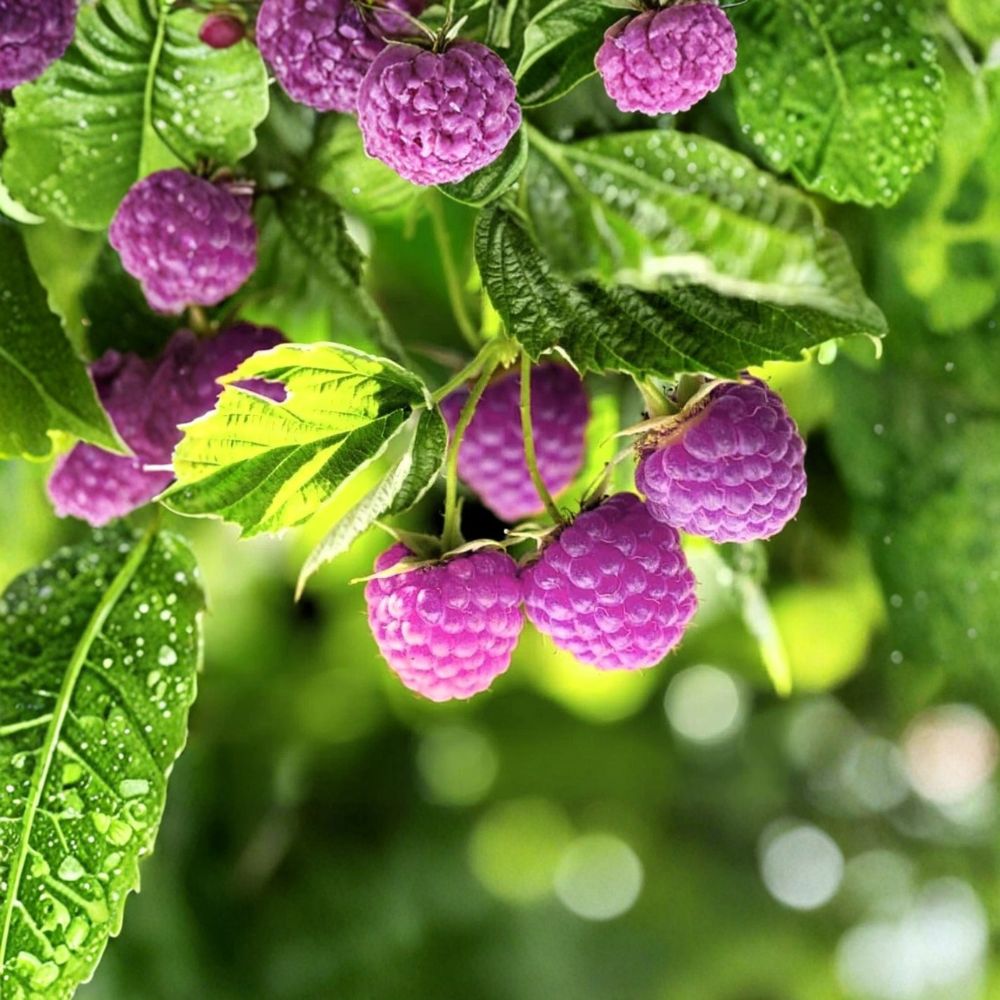 Glencoe Purple Raspberry – Rubus ‘Glencoe’ Live Plants | Compact Thornless Hybrid | Set of 3 Potted Raspberry Bushes | Sweet Purple Berry Plant | Garden & Container Friendly