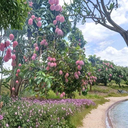 Mango Tree – Mangifera indica Live Seedling | 6–9 Inches Tall | Includes Nursery Pot  Tropical Fruit Starter | Patio & Indoor Friendly | Easy to Grow