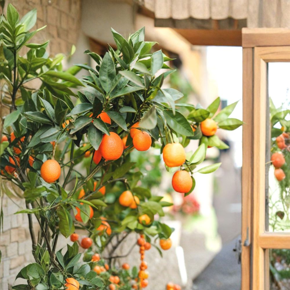 Fukushu Kumquat Tree – Citrus japonica Live Plant | 8–12 Inches Tall | Rare Sweet Kumquat Citrus | Patio & Container Friendly