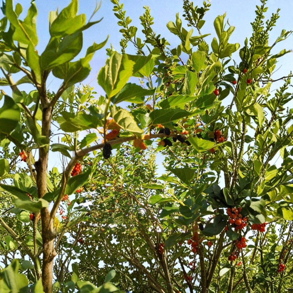 Red & Black Mulberry – Morus Fresh Cuttings | 7 Pack Organic Propagation Wood | Unrooted Fruit Tree Cuttings | Edible Berry Tree for Garden