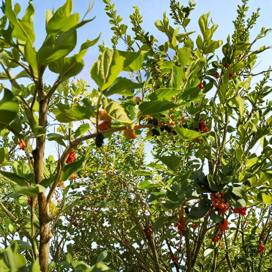Red & Black Mulberry – Morus Fresh Cuttings | 7 Pack Organic Propagation Wood | Unrooted Fruit Tree Cuttings | Edible Berry Tree for Garden