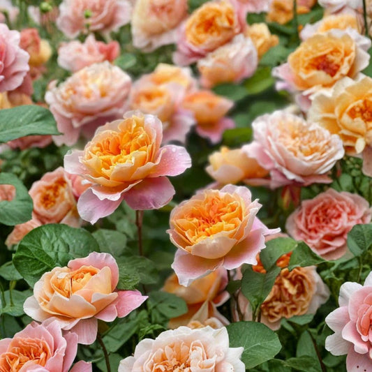 Impressionist Rose – Rare Rose Cuttings | 3 Fresh Unrooted Rose Cuttings | Unique Collector Garden Rose | Cuttings for Rooting or Grafting