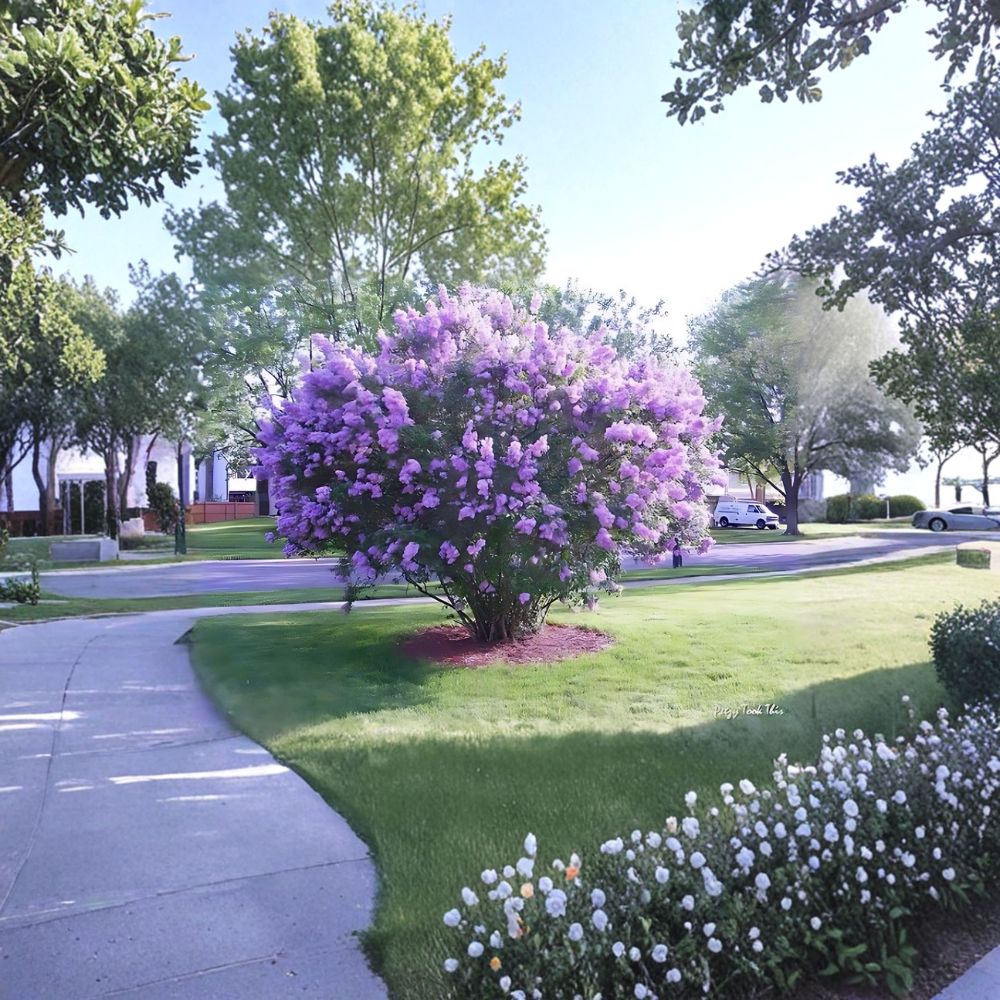 Lilac Bushes – 2 Live Plants 1 Ft Tall | Fragrant Purple Flower Shrubs | Bare Root | Hardy Garden & Landscape Favorite