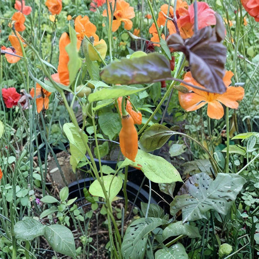 AJI Mango Pepper – Capsicum baccatum 25+ Organic Seeds | USA Grown | Sweet Heat Variety  Mango Peach Flavor | Productive Bushing Plant | Easy to Grow